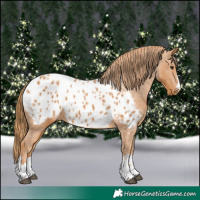 Horse Color:Chestnut Appaloosa