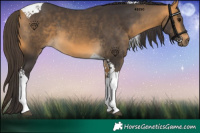 Horse Color:Buckskin Tobiano