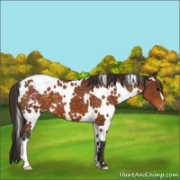 Horse Color:White Spotted Buckskin Appaloosa