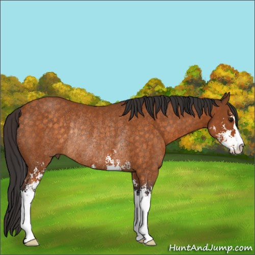 Horse Color:Buckskin Sabino Rabicano 