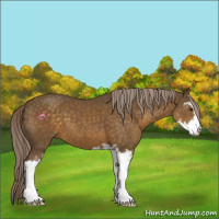 Horse Color:Chocolate Palomino Sabino 