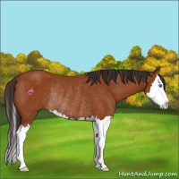Horse Color:Buckskin Sabino Splash Rabicano 