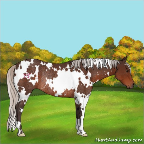 Horse Color:White Spotted Silver Brown Rabicano