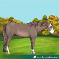 Horse Color:Platinum Chestnut Sabino 
