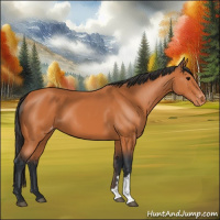 Horse Color:Bay Appaloosa 