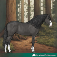 Horse Color:Black 