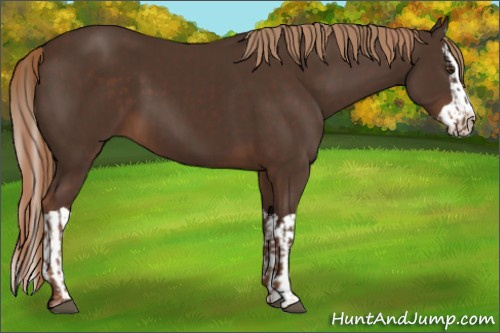 Horse Color:Liver Chestnut and Liver Chestnut Splash