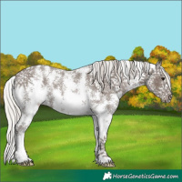 Horse Color:Silver Black Sabino