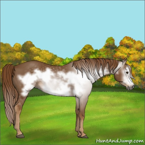 Horse Color:Gray Chestnut Frame 