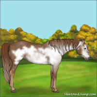 Horse Color:Gray Chestnut Frame