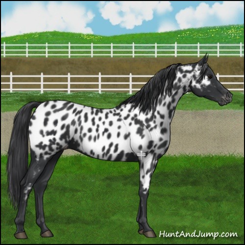 Horse Color:Black Appaloosa 