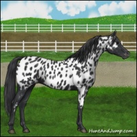 Horse Color:Black Appaloosa 