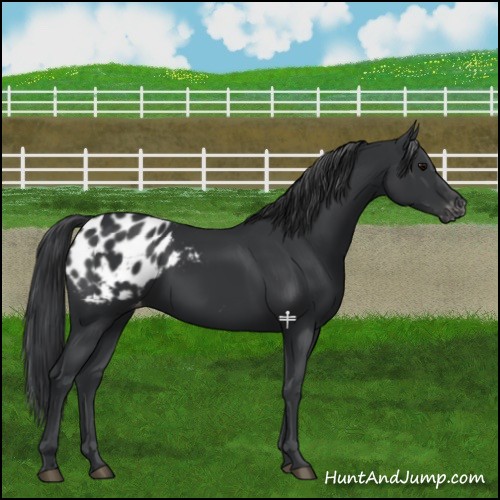 Horse Color:Black Appaloosa 