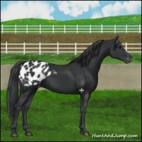 Horse Color:Black Appaloosa 