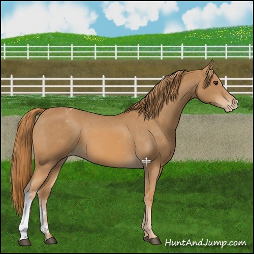 Horse Color:Chestnut Appaloosa 