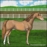 Horse Color:Chestnut Appaloosa 