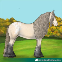 Horse Color:Buckskin Appaloosa 