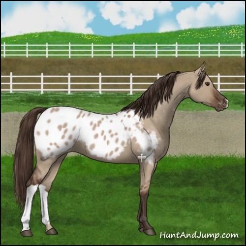 Horse Color:Liver Red Dun Appaloosa 