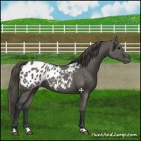 Horse Color:Grullo Appaloosa 