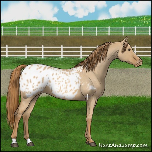 Horse Color:Red Dun Roan Appaloosa 