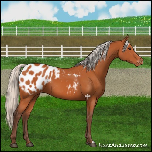 Horse Color:Silver Bay Appaloosa 