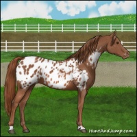 Horse Color:Chestnut Blanket 