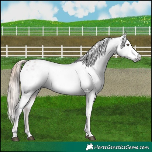 Horse Color:Gray Red Roan Appaloosa 
