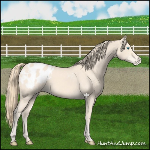 Horse Color:Perlino Appaloosa Rabicano 