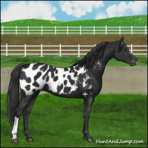 Horse Color:Liver Chestnut Near Leopard 
