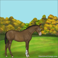 Horse Color:Gray Classic Cream Champagne 