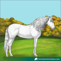 Horse Color:Gray Gold Champagne Dun Tobiano 