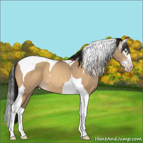 Horse Color:Gray Amber Champagne Dun Splash Tobiano 