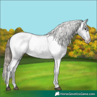 Horse Color:Smoky Black Appaloosa 