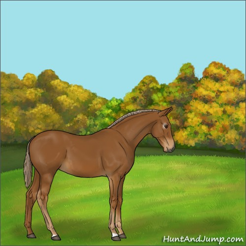 Horse Color:Gray Palomino 