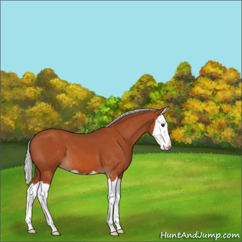 Horse Color:Silver Brown Splash