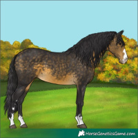 Horse Color:Buckskin 