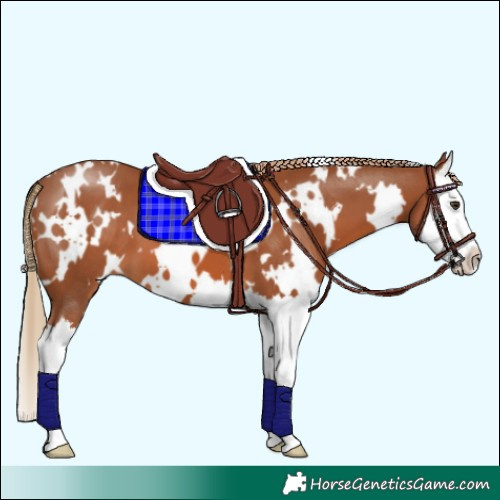 Horse Color:White Spotted Chestnut Splash 