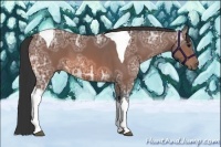 Horse Color:Bay Ice Tobiano