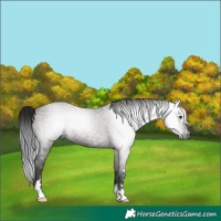 Horse Color:Gray Grullo 