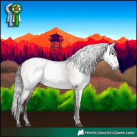 Horse Color:Gray Brown Dun Appaloosa 