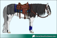 Horse Color:Black Splash Rabicano