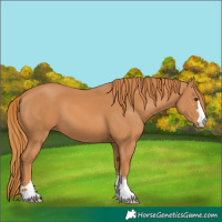 Horse Color:Chestnut 