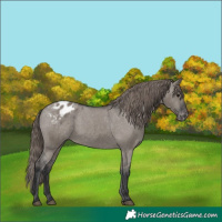 Horse Color:Grullo Appaloosa 