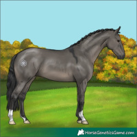 Horse Color:Grullo 
