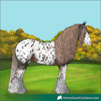 Horse Color:Liver Chestnut Sabino Splash Appaloosa  and Liver Chestnut Sabino Splash Appaloosa 