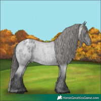 Horse Color:Blue Roan Appaloosa