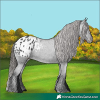 Horse Color:Blue Roan Appaloosa 