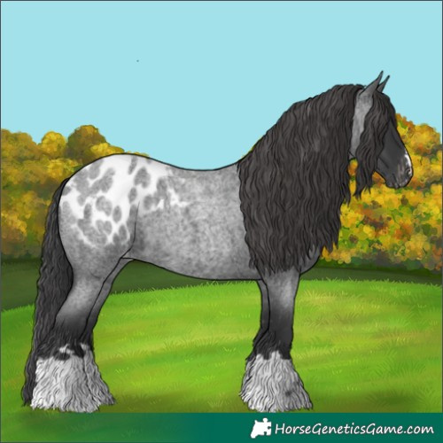 Horse Color:Blue Roan Appaloosa 