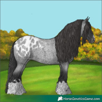Horse Color:Blue Roan Appaloosa 