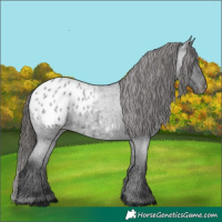 Horse Color:Blue Roan Appaloosa